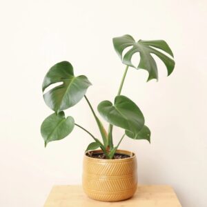 Monstera