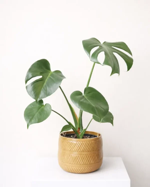House Plants